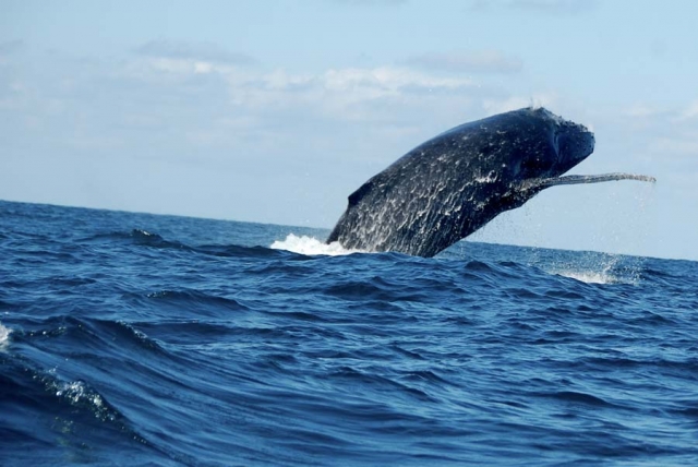 Visita guiada para ver ballenas